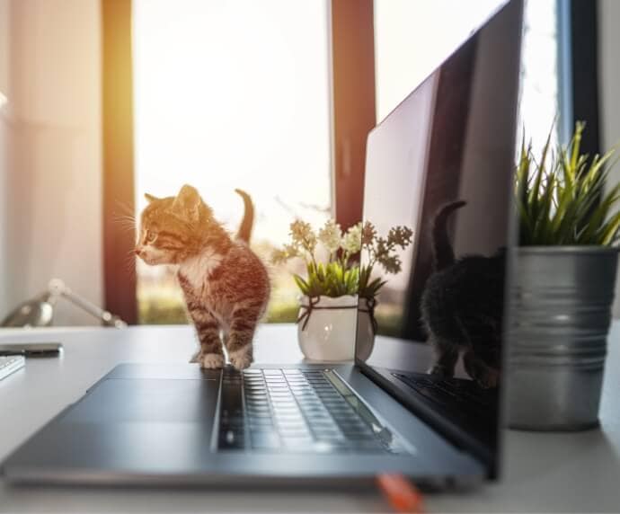 Chat à côté d'un ordinateur portable, sur une table